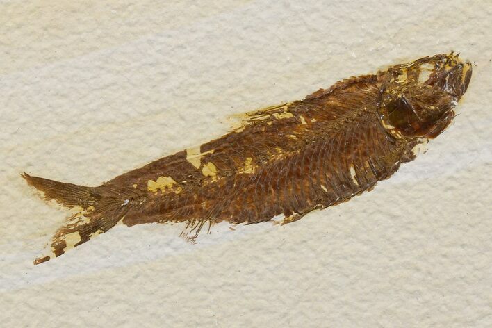 Detailed Fossil Fish (Knightia) - Wyoming #174699